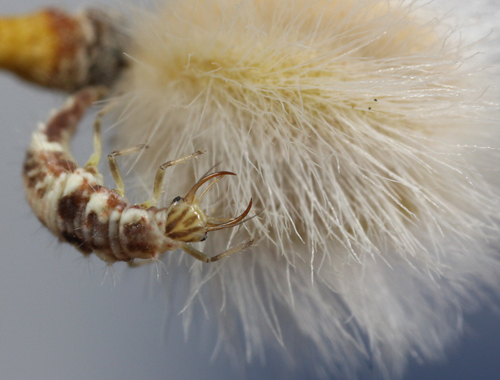 2011_11_Deep_Canyon_lacewing_larva