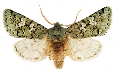 Sallow Moth