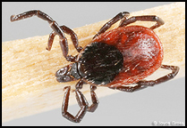 Black-legged Ticks