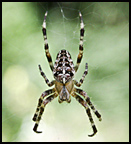 European Garden Spiders
