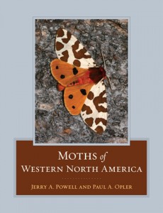 moths_wna