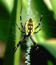 510 Spiders Tee- Yellow - Oakland Spiders