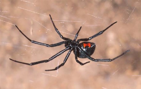 white garden spider california