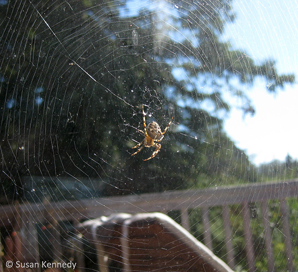 Why do Orb Weaving Spiders Make Patterned Webs?