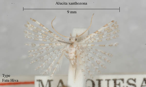 family Alucitidae
