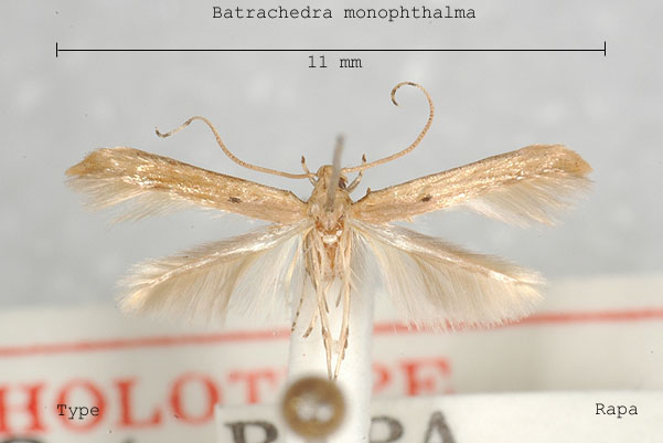 family Momphidae