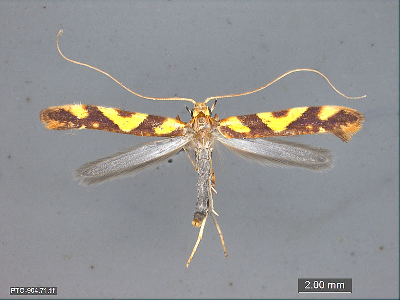 family Gracillariidae