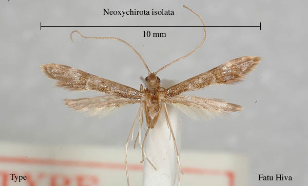 family Tineodidae