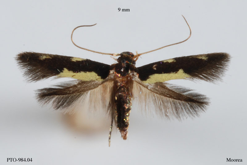 family Tineidae
