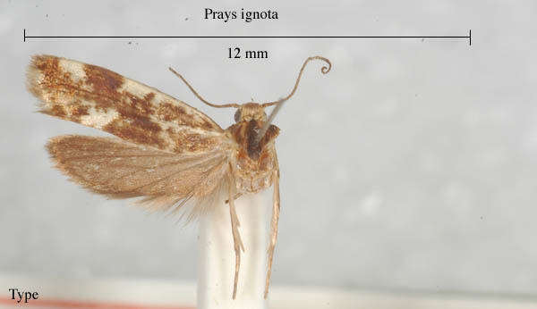 family Yponomeutidae