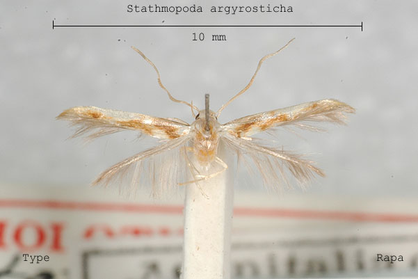 family Heliodinidae