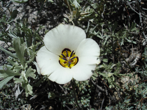 2010_Inyo_MTS_16-Sego lily, Calochortus bruneaunis