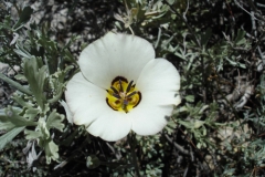2010_Inyo_MTS_16-Sego lily, Calochortus bruneaunis