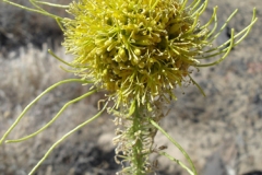 2010_Inyo_MTS_18-Yellow bee plant, Cleome lutea
