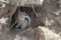 2010_Inyo_MTS_9-furry critter