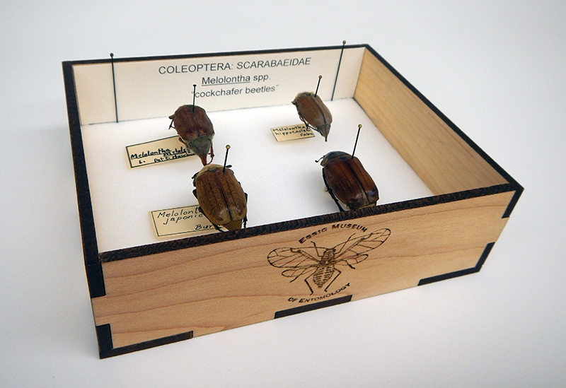 Cockchafer beetles