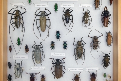 Longhorn beetles
